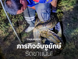 Read more about the article เจ้าของบ้านผวา งูเหลือมยักษ์ 4 เมตร เลื้อยเข้าบ้านเชื่อมาให้โชคช่วงตรุษจีน