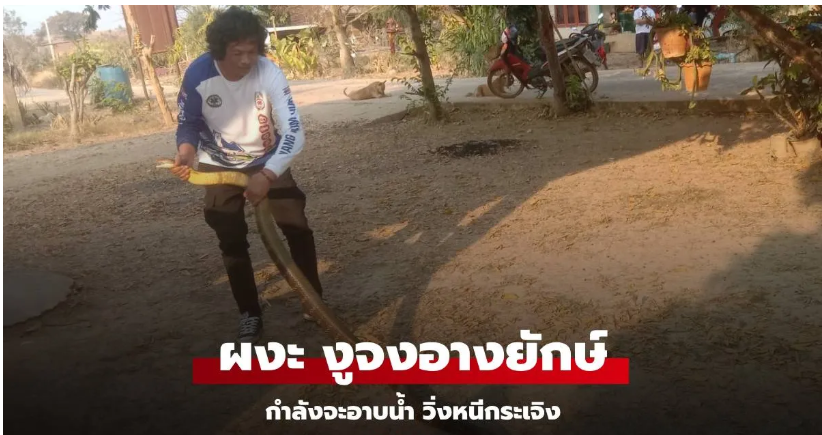 Read more about the article เจ้าของบ้านวิ่งกระเจิง กำลังจะอาบน้ำ เจอ “งูจงอาง” ยาวกว่า 3 เมตร แจ้งจนท.จับวุ่น